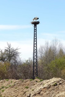 White storks (Ciconia ciconia) mating in the eyrie on a mast, Nebelschütz, Upper Lusatia, Saxony,