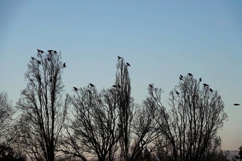 Corvids on a group of trees, winter, Germany