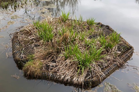 Acorus calamus 'Variegatus', Variegated Sweet Flag growing on plastic mesh covered floating