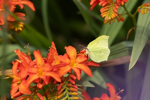 Brimstone (Gonepteryx rhamni) butterfly adult male feeding on a garden Crocosmia flower, Suffolk,