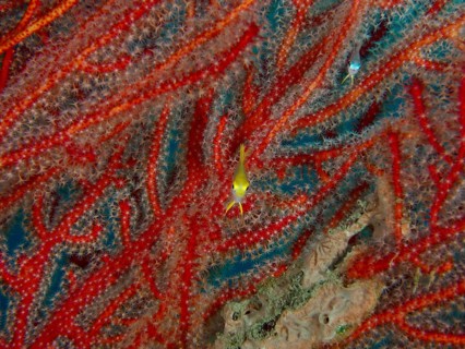 Red coral with a small yellow fish, Golden damselfish (Amblyglyphidodon aureus) juvenile, dive site
