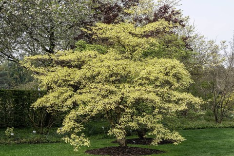 Pagoda dogwood (Cornus controversa Variegata), Lower Saxony, Germany