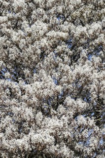 Copper rock pear (Amelanchier lamarckii), Emsland, Lower Saxony, Germany