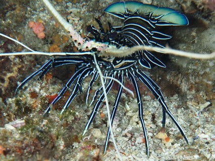 Panulirus inflatus with long antennae, painted rock crayfish (Panulirus versicolor), in corals,