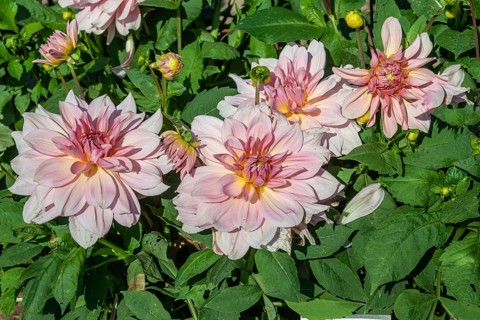 Flowering Dahlias (Dahlia), variety Fairway Pilot in the Dahlia Farm in Löderup, Ystad