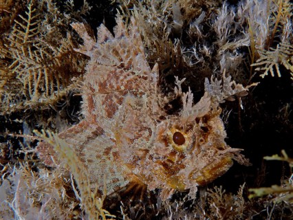 Camouflaged fish with spiny texture, Feathered scorpionfish (Scorpaena grandicornis), among algae