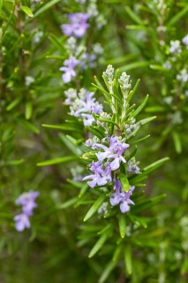 The rosemary (Rosmarinus officinalis) still blooms delicately purple in autumn, Tuscany, Italy