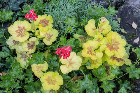 Pelargonium (Pelargonium), Speyer, Rhineland-Palatinate, Germany