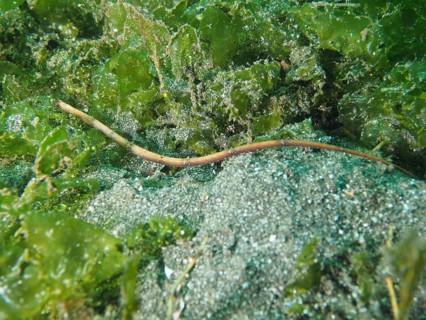 An elongated sea creature, spiny-snouted sea needle (Halicampus spinirostris), sea needle, hidden