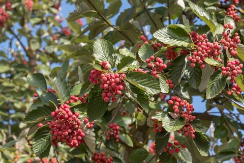 Whitebeam (Sorbus latifolia 'Henk Vink')