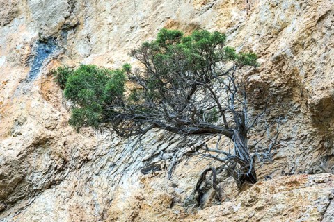 Mountain pine (Pinus mugo) growing in rock face, Trevans gorge, Gorges de Trévans, near Estoublon,