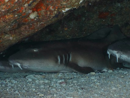 A Brownbanded bamboo shark (Chiloscyllium punctatum) resting under a rock on the seabed in a calm