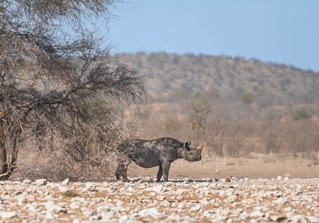 Black rhinoceros (Diceros bicornis) in savannah with orange-coloured sand, Etosha National Park,