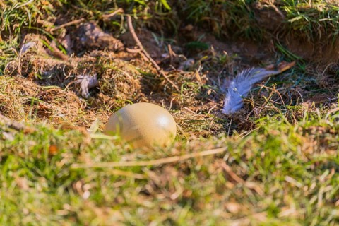 One greater rhea egg, Rhea americana, lies in the ground nest on a meadow