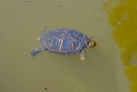 Turtle swimming in murky water, turtles, Caspian turtle (Mauremys caspica), turtle lake Mavrobara,