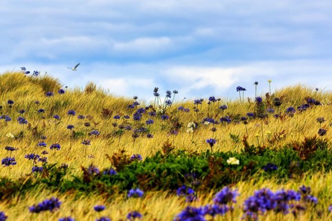 Dune Landscape, Blue and White lilies of the nile (Agapanthus), Love Flowers, Isle of Tresco, Isles