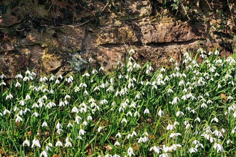 Snowdrop (Galanthus), carpet of flowers in front of a brick wall, Brakel, Teutoburg Forest