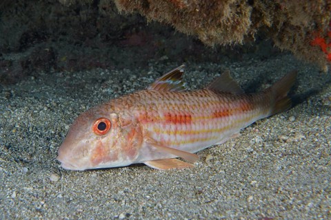 A striped barb (Mullus surmuletus) with red eyes lies on the sandy seabed, dive site Roca Jolia,