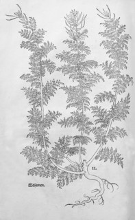 Broomwort, Sophia (Descurainia sophia), woodcut by Leonhart Fuchs, from New Kreüterbuch, neues