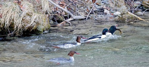 Male and female common mergansers (Mergus merganser) hunting for rainbow trout in the Kieferbach,