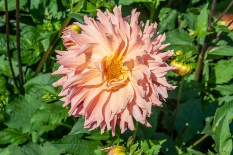 Flowering Dahlias (Dahlia), variety Hapet Coral Charm in the Dahlia Farm in Löderup, Ystad