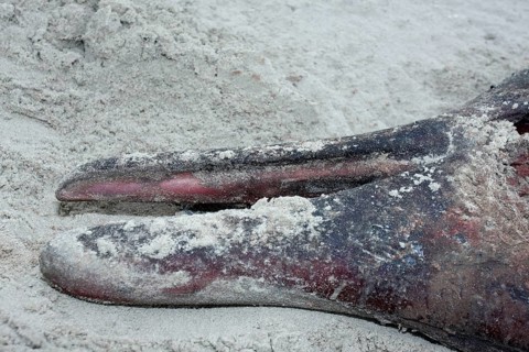 Sowerby's beaked whale (Mesoplodon bidens), North Sea beaked whale, flipper, found dead in the