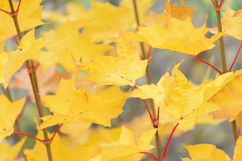 Maple (Acer), rashes with autumn leaves, Moselle, Rhineland-Palatinate, Germany