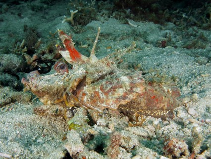 Camouflage coloured fish, Spiny Devilfish (Inimicus didactylus), lying quietly on the sandy seabed,
