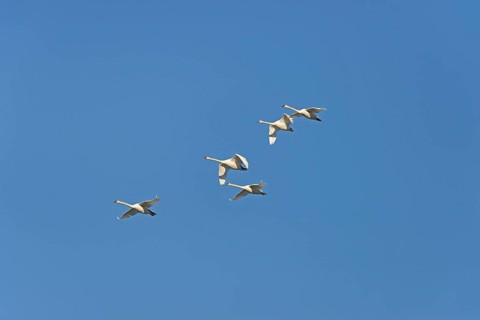 Mute swans (Cygnus olor) in flight, blue sky, North Rhine-Westphalia, Germany