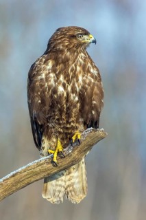 Common buzzard sitting room, (Buteo buteo), biotope, habitat, Baden-Württemberg, Federal Republic