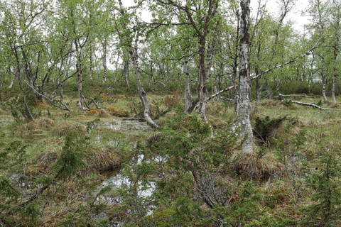 Bog pond in the fell birch forest, Lapland, Finland, Scandinavia