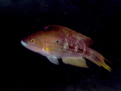 Reddish Twospot Wrasse (Oxycheilinus bimaculatus) swimming in a dark, calm environment, dive site