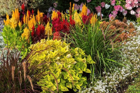 White Alyssum, greenish yellow Solenostemon, Coleus, green Ornamental Grass, red, yellow and orange