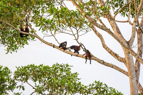 Geoffroy's spider monkey (Ateles geoffroyi), four monkeys in a tree, Sirena, Corcovado National