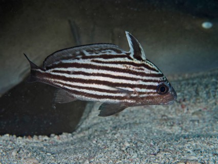 A fish, Striped Knightfish (Pareques acuminatus), swimming across a sandy seabed, dive site John