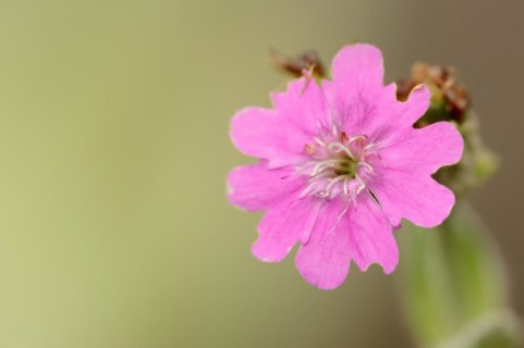 Jupiter carnation or Jupiter carnation (Lychnis flos-jovis, Silene flos-jovis), flower, Bavaria,