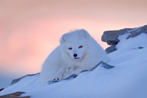 Polar fox in habitat, winter landscape, Svalbard, Norway. Beautiful white animal in the snow.