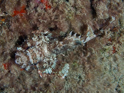 A camouflaged Black scorpionfish (Scorpaena porcus) resting on the bottom between algae at night,