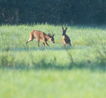 Roe deer (Capreolus capreolus), roebuck driving a doe in the rutting season, leaf time, wildlife,