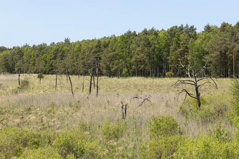 View from the observation tower in the Dubringer Moor nature reserve near Neudorf Klösterlich,