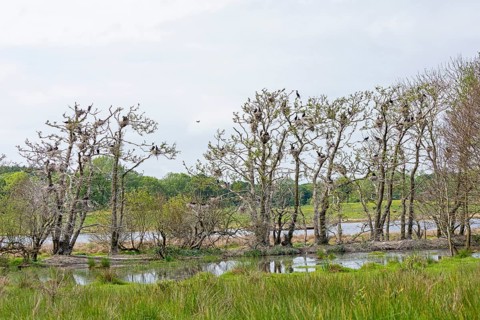 Cormorant colony, Geltinger Birk, Geltinger Bucht, Nieby, Schleswig-Holstein, Germany