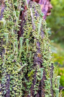 Close up at Trumpet cup lichen (Cladonia fimbriata) growing on a tree stump, Sweden