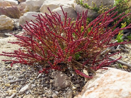 Sode, Strand-Sode, Schmalzmelde, Meerstrand-Gänsefüßchen (Suaeda maritima)