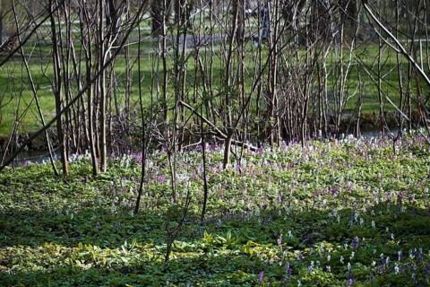 Hollow larkspur (Corydalis cava), English Garden, Munich, Bavaria, Germany