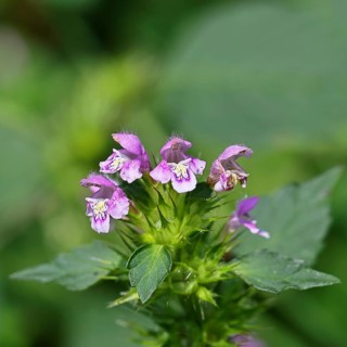 Wood-osier (Stachys sylvatica), flower, the plant was formerly also used as a medicinal plant