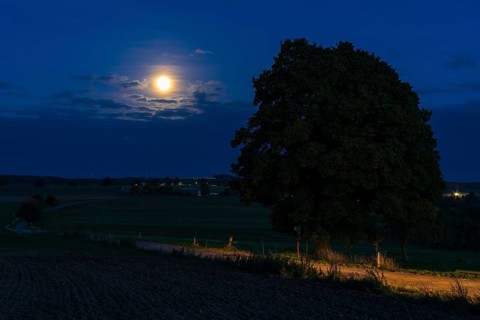 Full moon at the winter lime tree (Tilia cordata) near Leubsdorf, close-up with single tree and