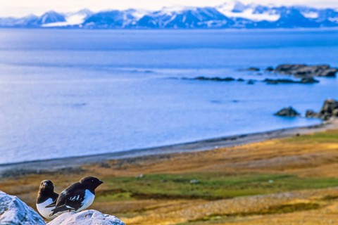 Little auk (Alle alle) sitting on a rock by the coast with the sea view in arctic, Svalbard, Norway
