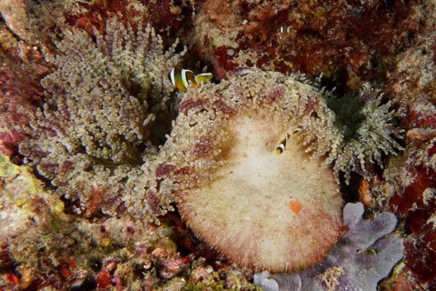 Two clownfish in a large glass bead anemone (Heteractis aurora), surrounded by colourful coral