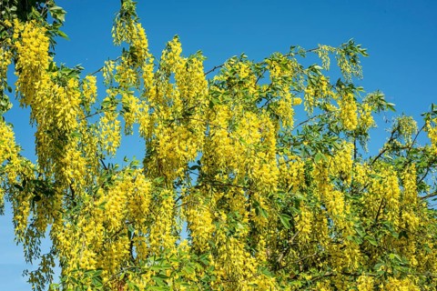 Golden chain (Laburnum) or Golden rain in Ystad, Skåne County, Sweden, Scandinavia
