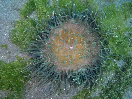 Corkscrew anemone (Macrodactyla doreensis) with green tentacles and orange centre on sandy seabed,